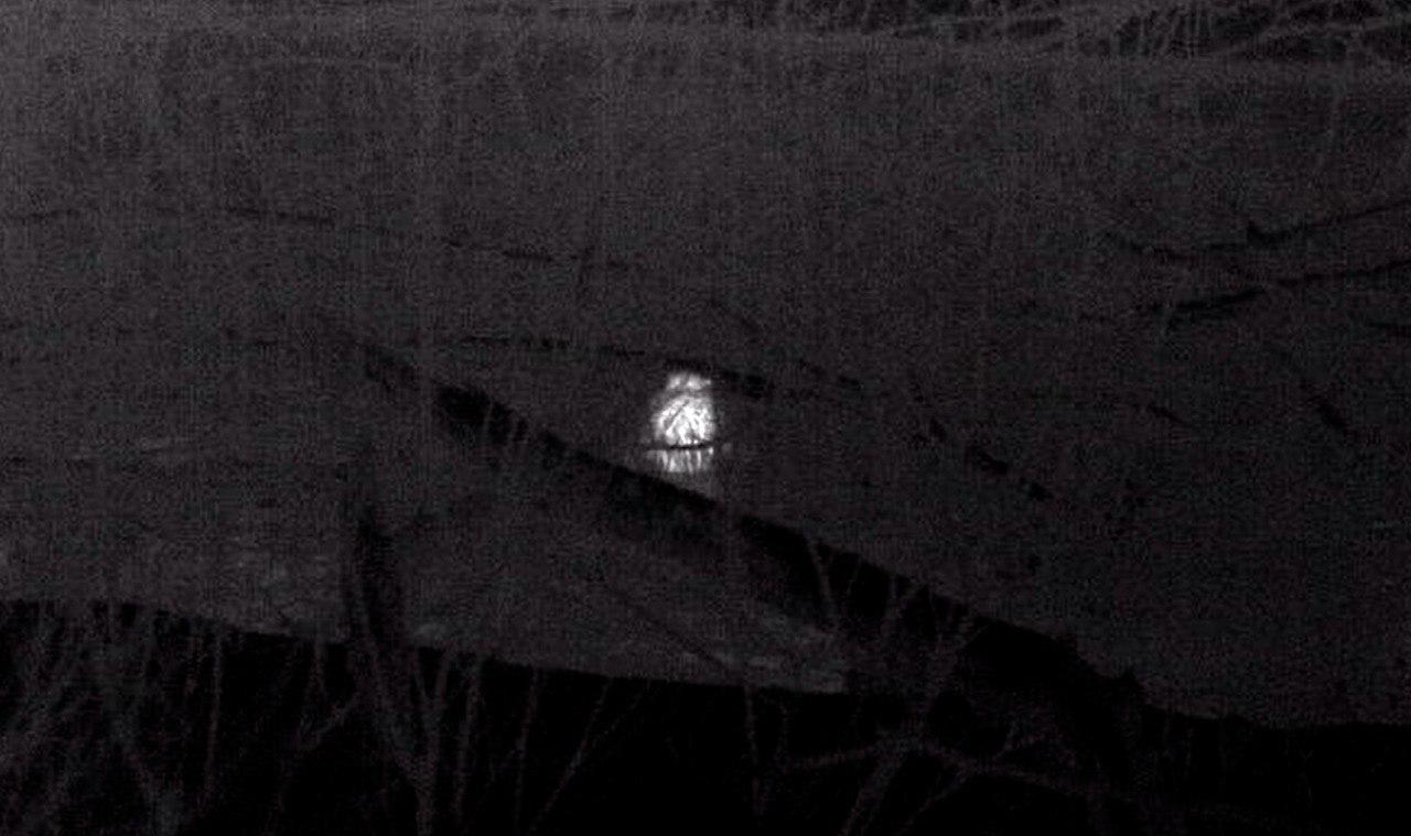 Бобры обосновались на реке Таракановке в Петербурге Бобры обосновались на реке Таракановке в Петербурге