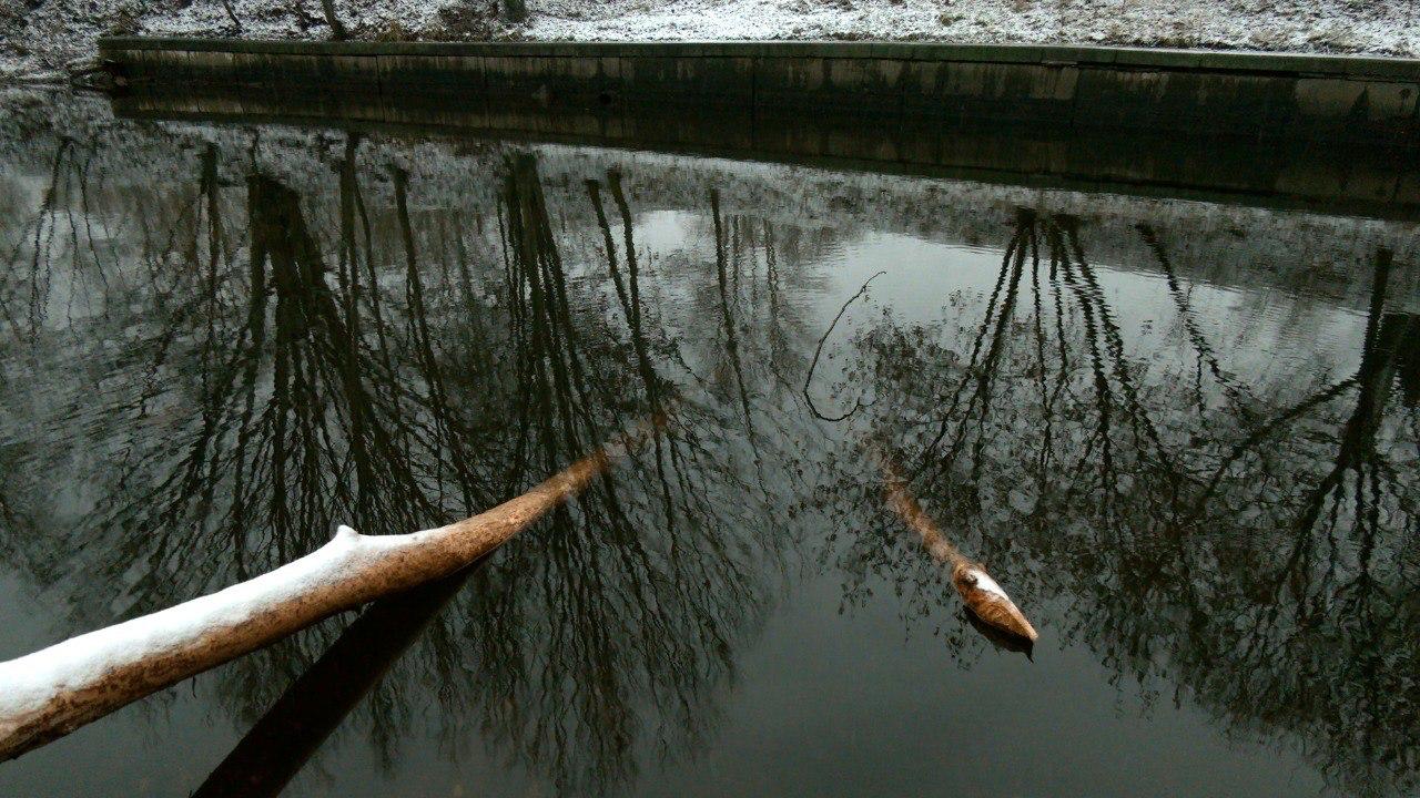 Бобры обосновались на реке Таракановке в Петербурге Бобры обосновались на реке Таракановке в Петербурге
