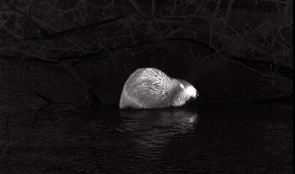 ����� ������������ �� ���� ����������� � ����������