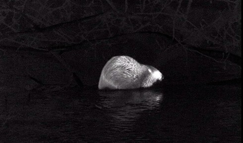 ����� ������������ �� ���� ����������� � ����������