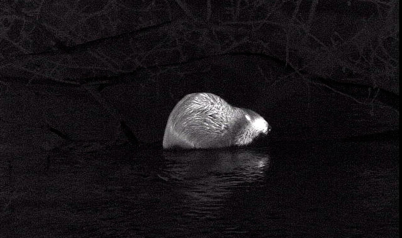 Бобры обосновались на реке Таракановке в Петербурге