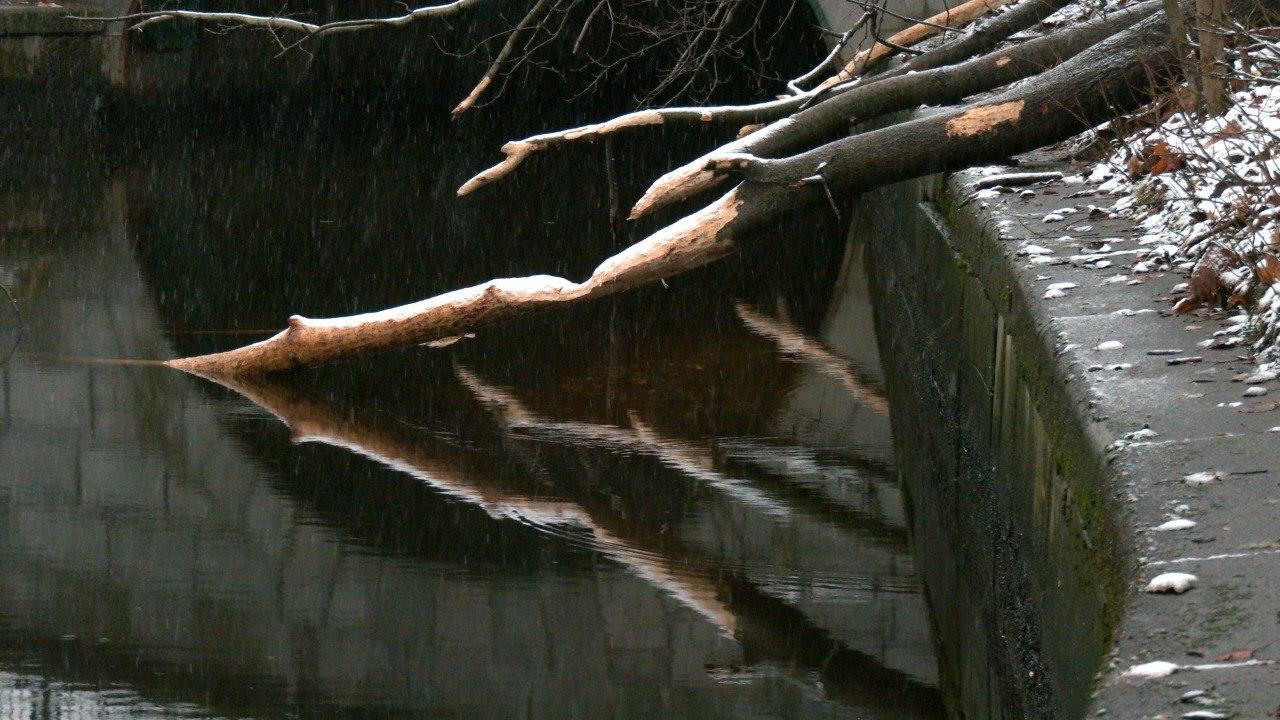 Бобры обосновались на реке Таракановке в Петербурге Бобры обосновались на реке Таракановке в Петербурге