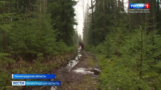 "Ёлка в каждый дом": в Ленобласти живой символ Нового года можно получить бесплатно