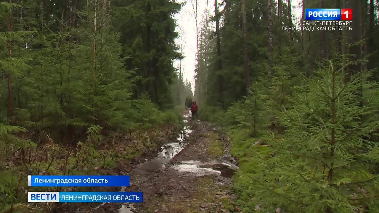 "Ёлка в каждый дом": в Ленобласти живой символ Нового года можно получить бесплатно