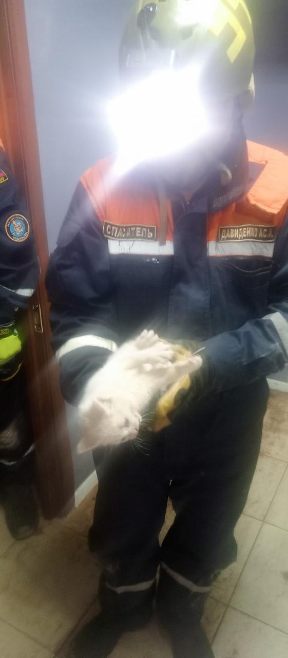 В Сертолово спасли котенка, просидевшего в стене подвала три дня В Сертолово спасли котенка, просидевшего в стене подвала три дня