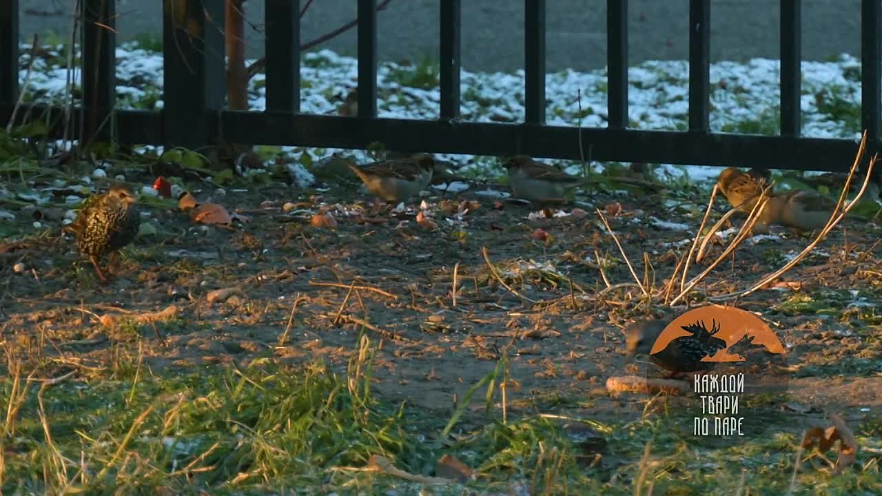 Петербургские скворцы отказались улетать на зимовку в Западную Европу