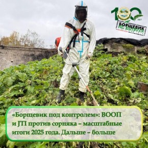 В Ленобласти уничтожили более 250 гектаров борщевика