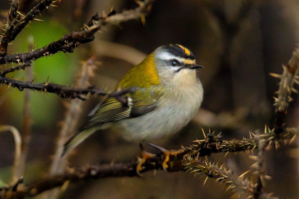 �� ������� ������ �������� ������� �������������� ��������