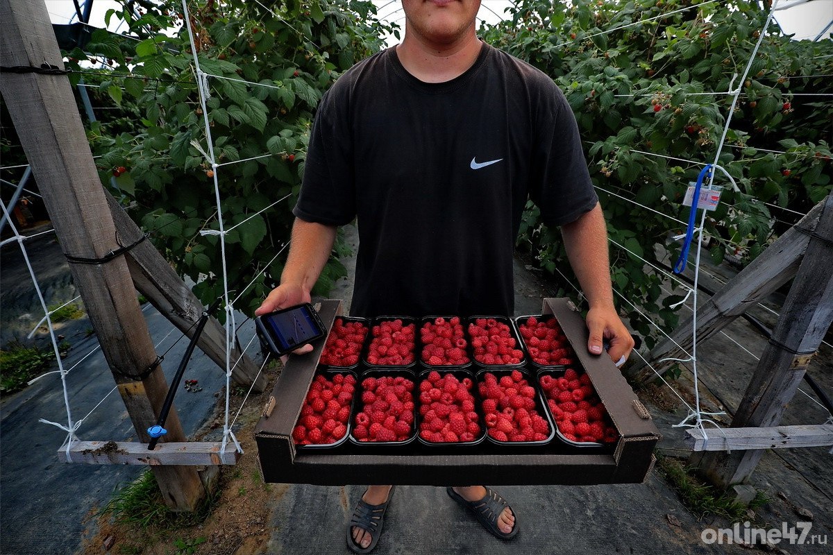 Главные экономические итоги Ленобласти в 2025 году по версии Online47 Главные экономические итоги Ленобласти в 2025 году по версии Online47