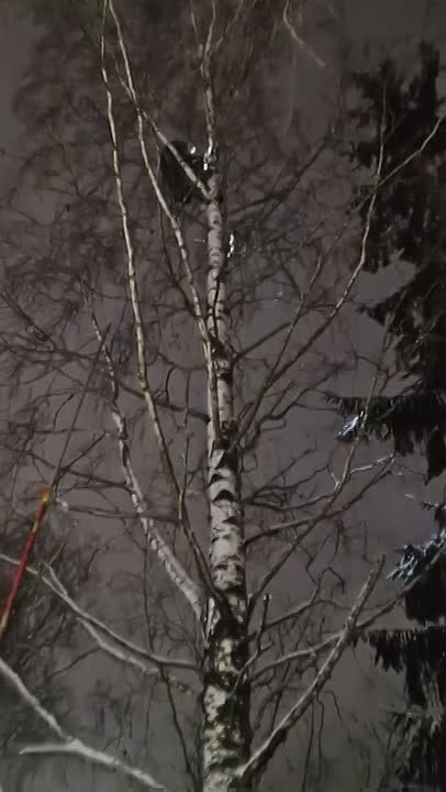 В деревне Мыза-Ивановка спасли кошку, три дня просидевшую на тонкой елке в мороз