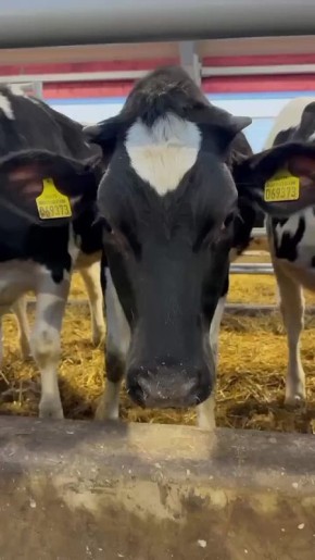 В первый день Нового года молочные фермы Ленобласти надоили 3758 тонн молока