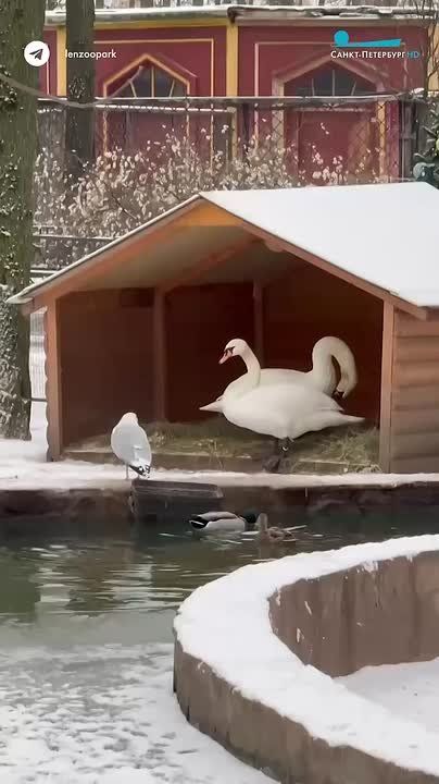 ������������� ������� ������� ����� � ������ � ��������