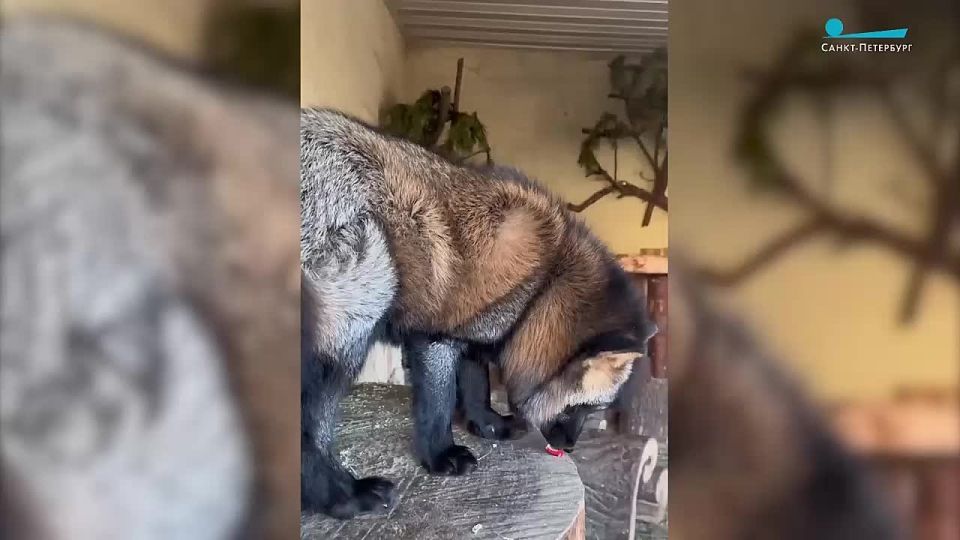 � ������������� �������� ������ ���������� ���� �� ����� �� ������� ��������� �������