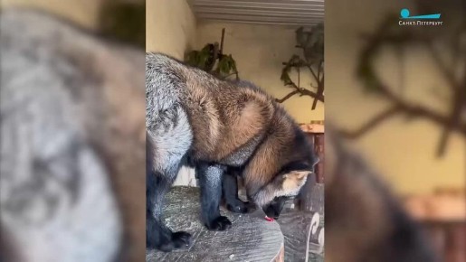 � ������������� �������� ������ ���������� ���� �� ����� �� ������� ��������� �������