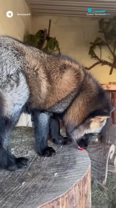 ����-�������� ��� �������� ����?