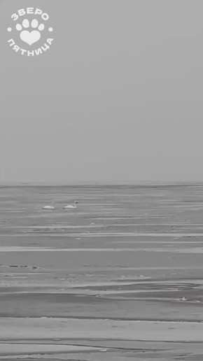 Двух лебедей встретили в районе поселка Озерки