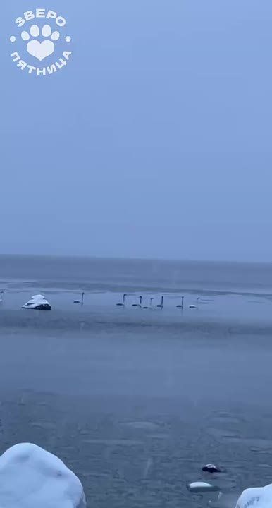 � ���������� �������� ��� ����� �������-�����������