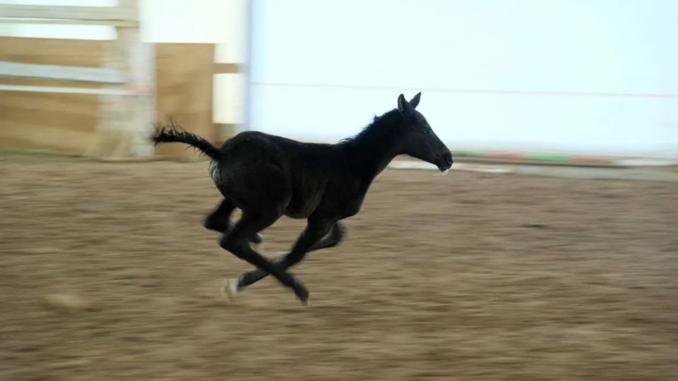 �� ��������� ����������� � ���������� ������, ��� �����, ��� �������� ������� ��� �������������� �����, ������� ������ � ���� ���� �������� ������������ ������