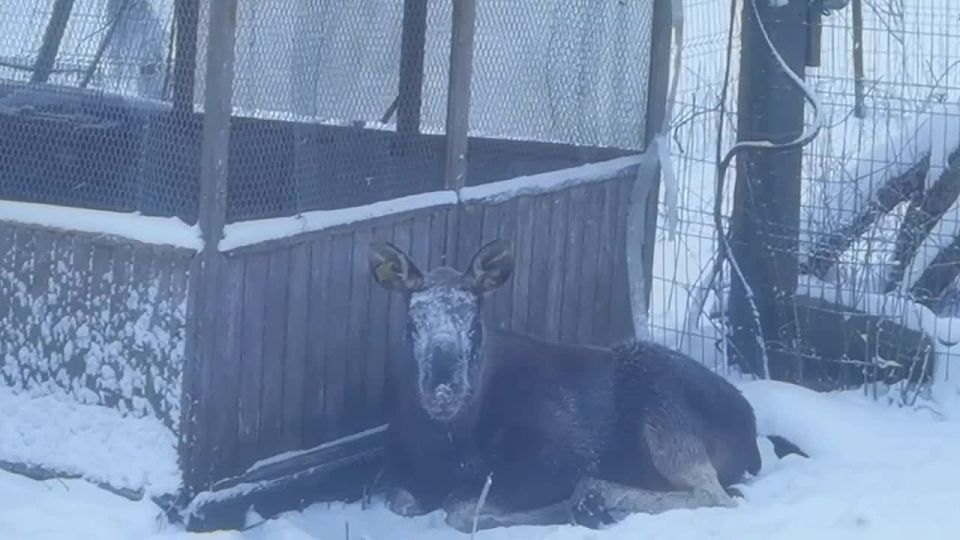 ����� ����������� �������� � ����������