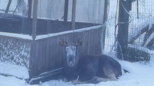 ����� ����������� �������� � ����������