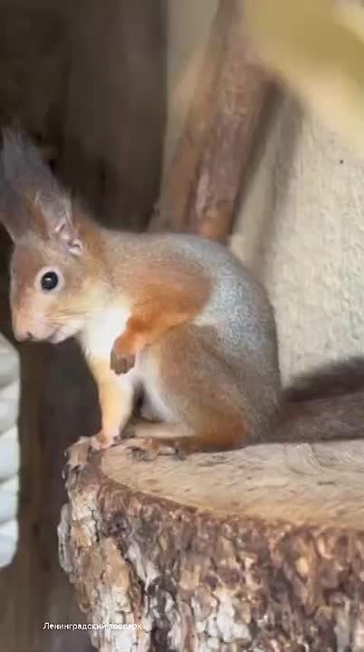 ������������� ������� ���������� �������