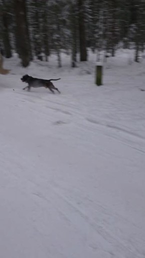 Символ года оправдывает себя: еще одно происшествие с лошадью случилось в Сосновом Бору