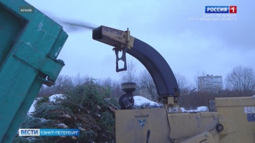 В Петербурге и Ленинградской области стартовала акция по сбору хвойных деревьев
