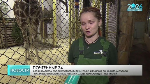 Радостное событие в Ленинградском зоопарке: сегодня жирафу Соне исполняется 24 года