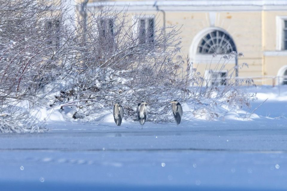 ����� ����� �������� �� ������� � ����������