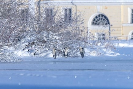 ����� ����� �������� �� ������� � ����������