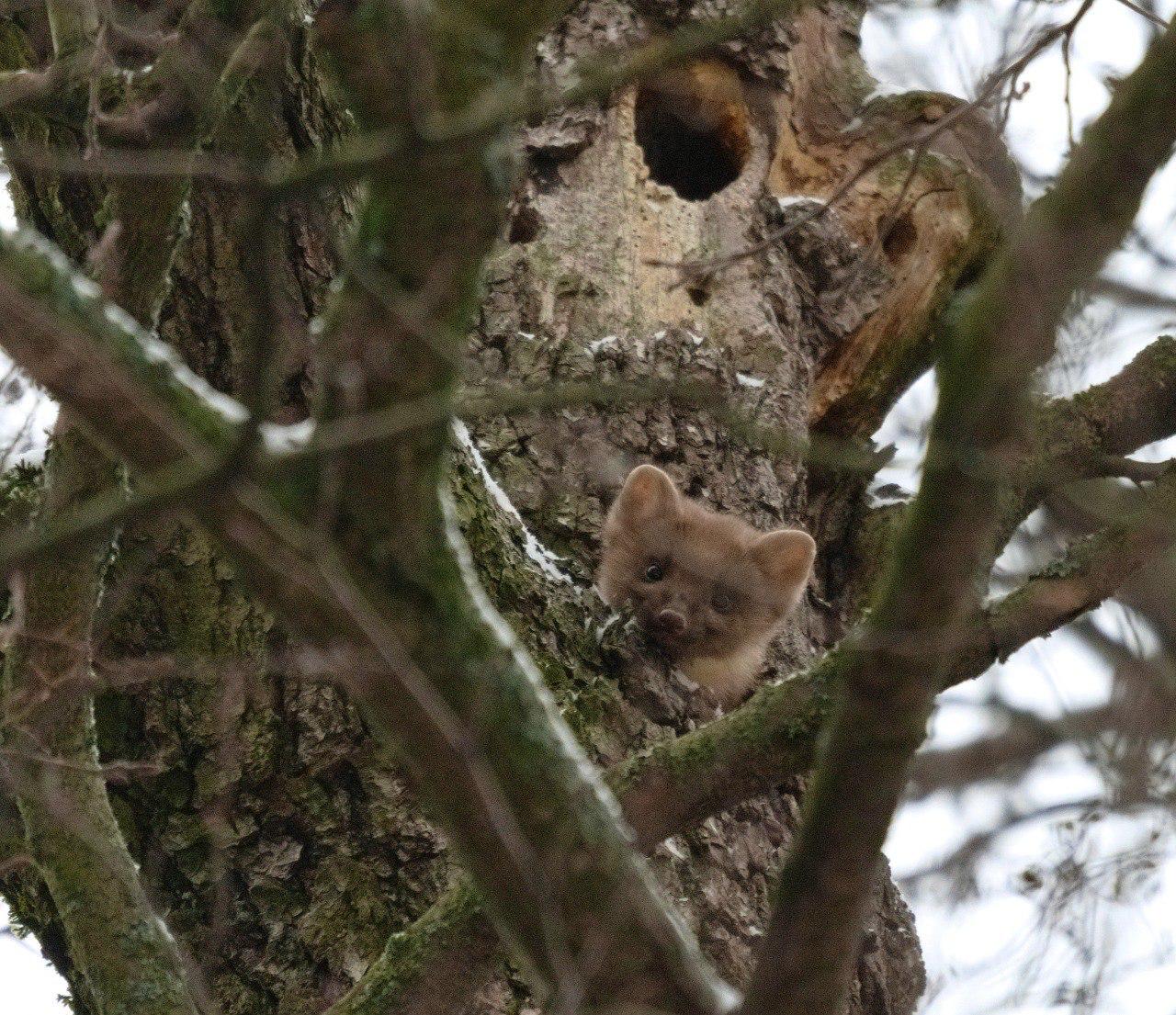 На Елагином острове в Петербурге заметили лесную куницу