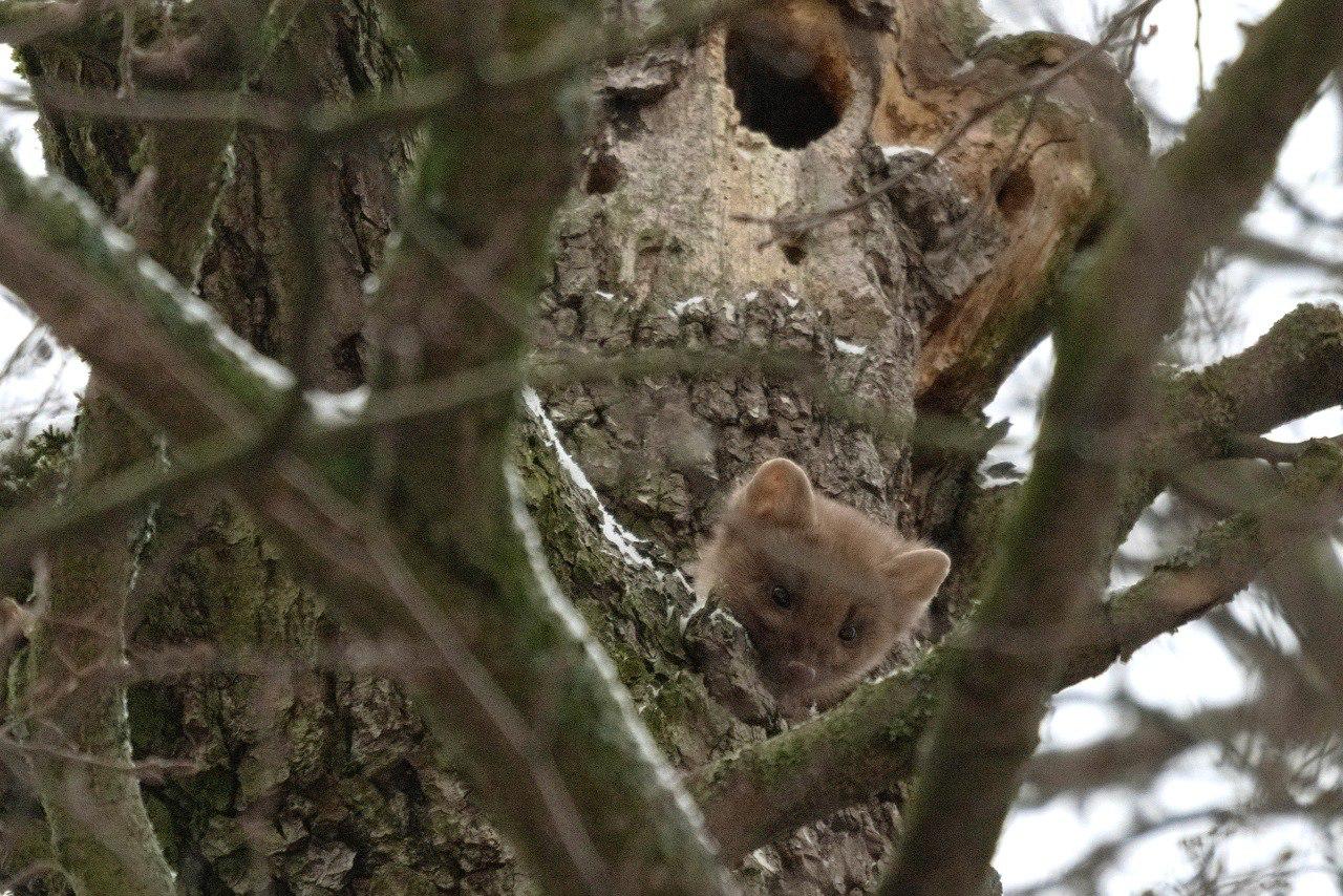 На Елагином острове в Петербурге заметили лесную куницу На Елагином острове в Петербурге заметили лесную куницу