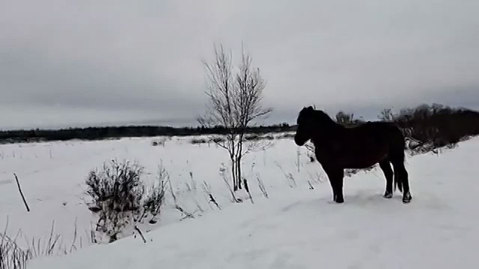 ���������� ����������� � ����������� ���� ��� ����� ������������� ����� �������