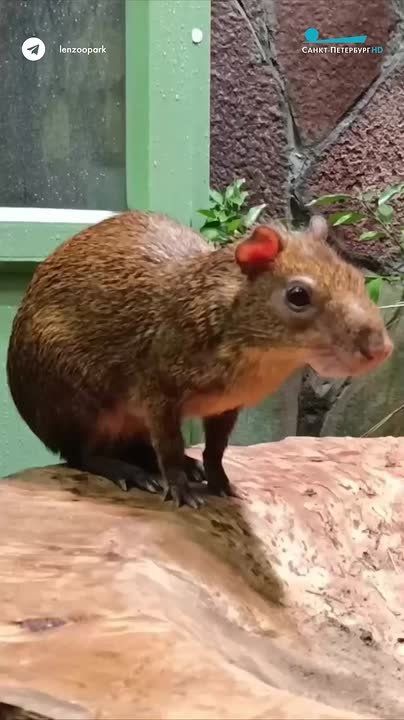 ������������� ������� ������� ������������ ����� �������