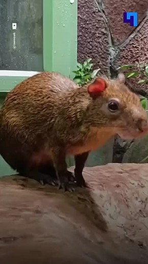 ����� ������ ���������� ������� � ������������� ��������