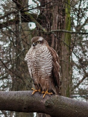 � ���������� �������� �������� �������-�������������