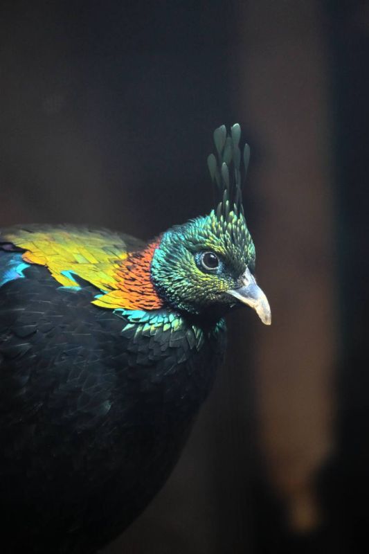 В Ленинградском зоопарке пополнение: экспозицию украсила пара экзотических птиц