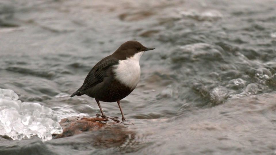 Александр Дрозденко поделился снимками краснокнижной оляпки