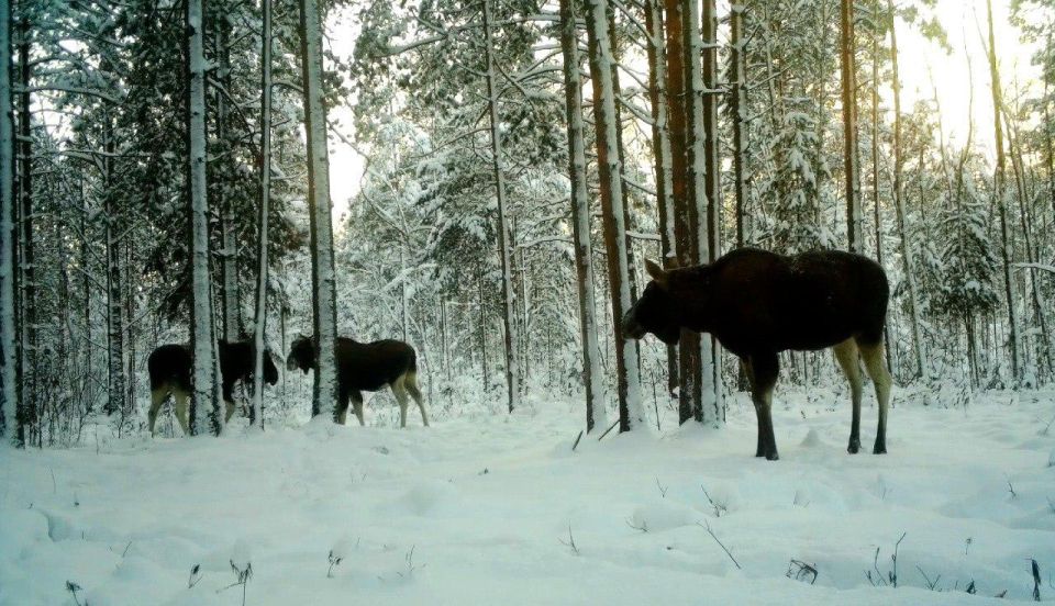 В Ленобласти лоси сбиваются в «холостяцкие» компании для безопасности