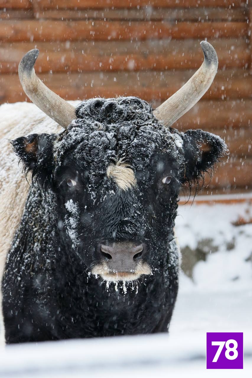 Грустная новость из Ленинградского зоопарка: из жизни ушли якутские корова Сахая и бык Мааны Грустная новость из Ленинградского зоопарка: из жизни ушли якутские корова Сахая и бык Мааны