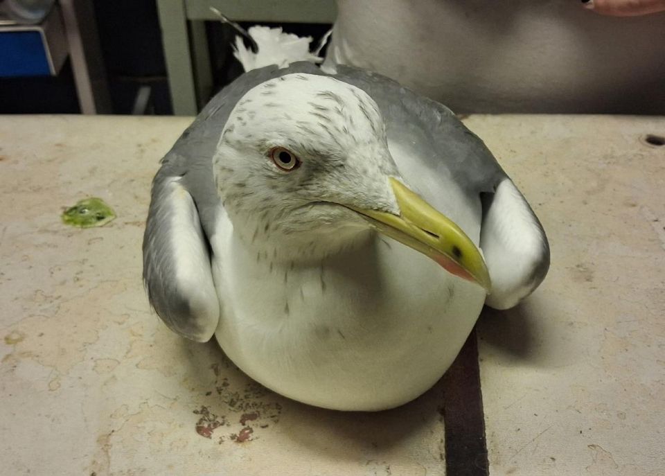 � ������ ���������� ����������� ������� �������� �������� � ���������� � ����������