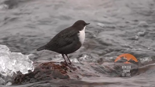 �� ���� ������ �������� �������� �������