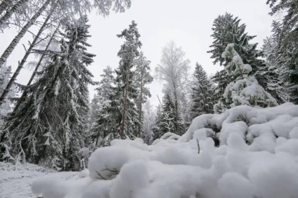 Александр Дрозденко поделился снимками зимней природы Тосненского района