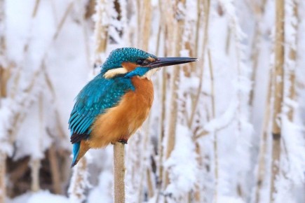 ������ ��������� ������� �� ������ �� ������� ������