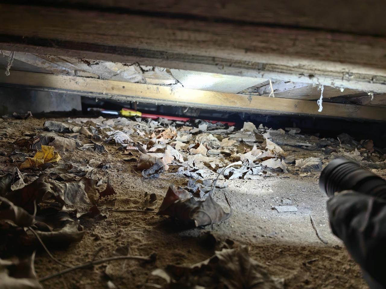 В Подпорожском районе «Кошкиспас» помог беременной собаке, застрявшей под домом В Подпорожском районе «Кошкиспас» помог беременной собаке, застрявшей под домом