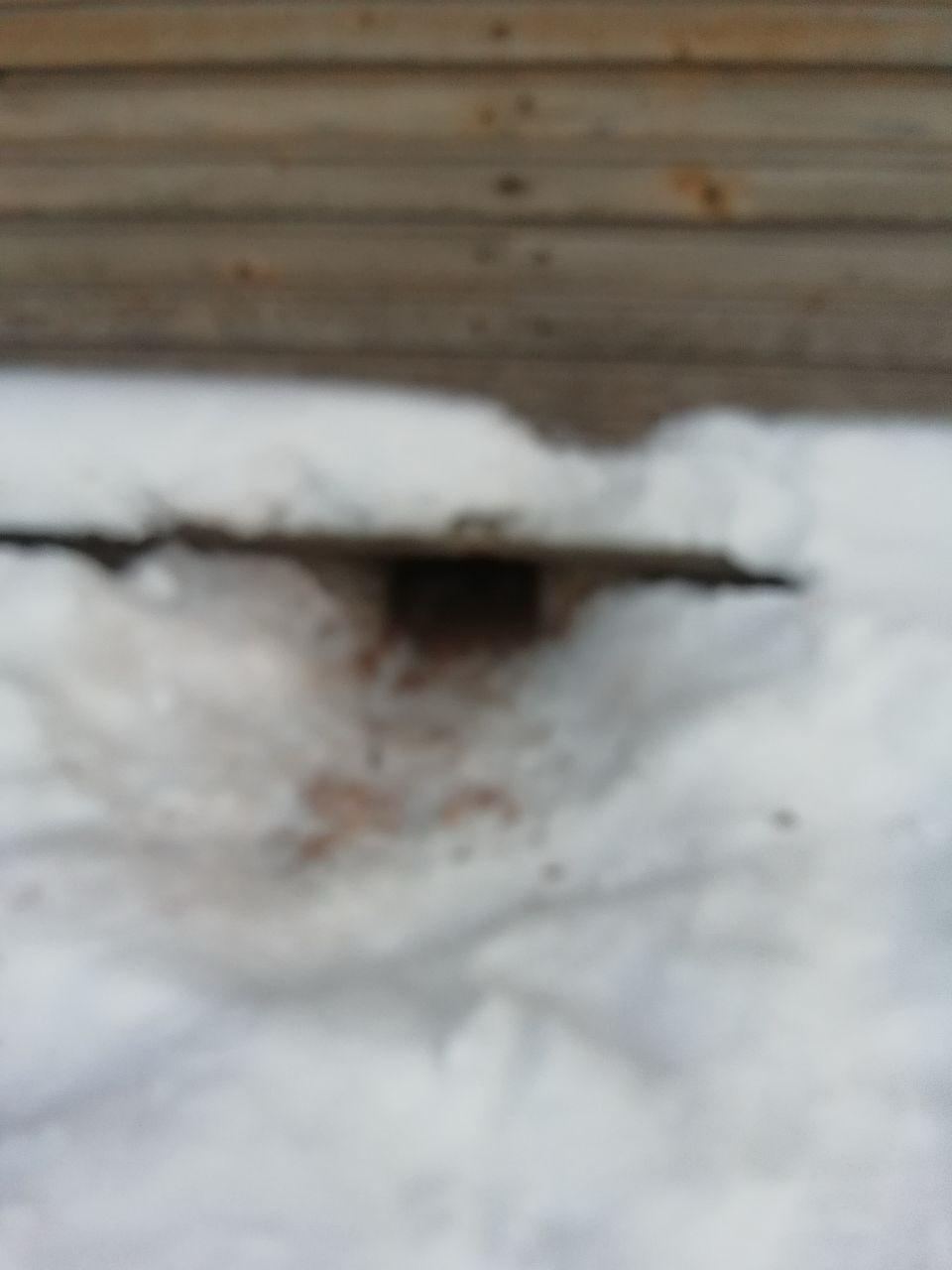 В Подпорожском районе «Кошкиспас» помог беременной собаке, застрявшей под домом В Подпорожском районе «Кошкиспас» помог беременной собаке, застрявшей под домом