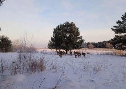 � ��������� ������������ �������� ������ ��������� ����� ������