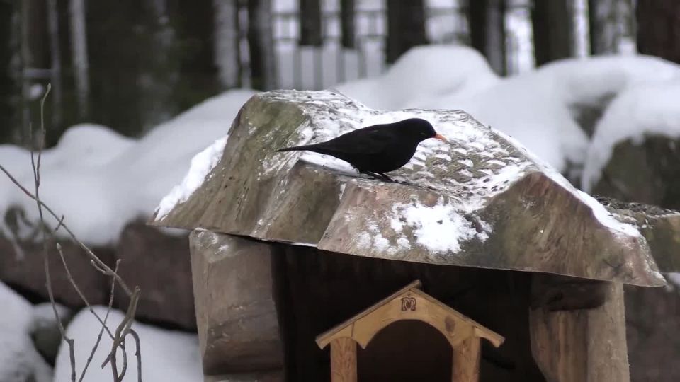 � ����� ������� �������� ������� ������