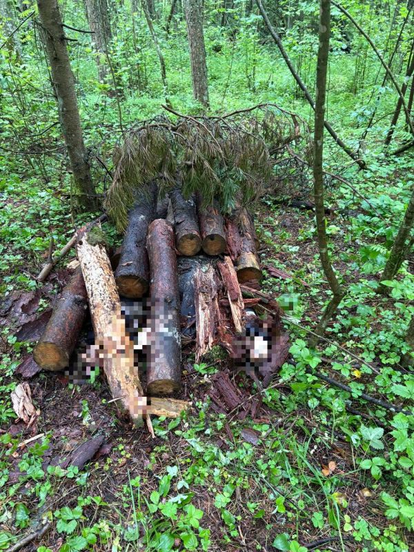 В Кингисеппском районе двое обвиняемых в убийстве, один из которых несовершеннолетний, заключены под стражу