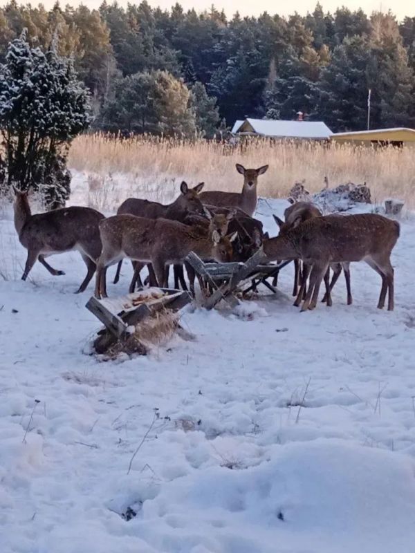 ������������ ����� ��������